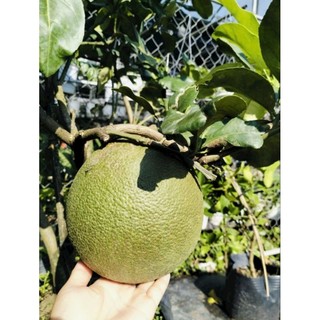 Cây 🌲 Bưởi Da Xanh đang trái
