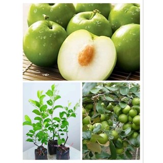 Cây giống táo thái ( cao 40 - 50cm )