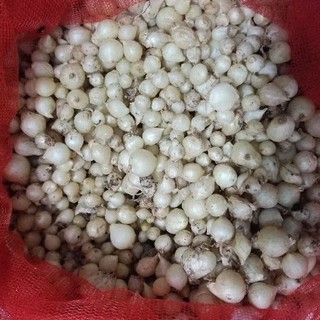 500g/1Kg-HÀNH TĂM (củ nén Miền Trung) khô và rất thơm là gia vị quý hiếm đặc sản