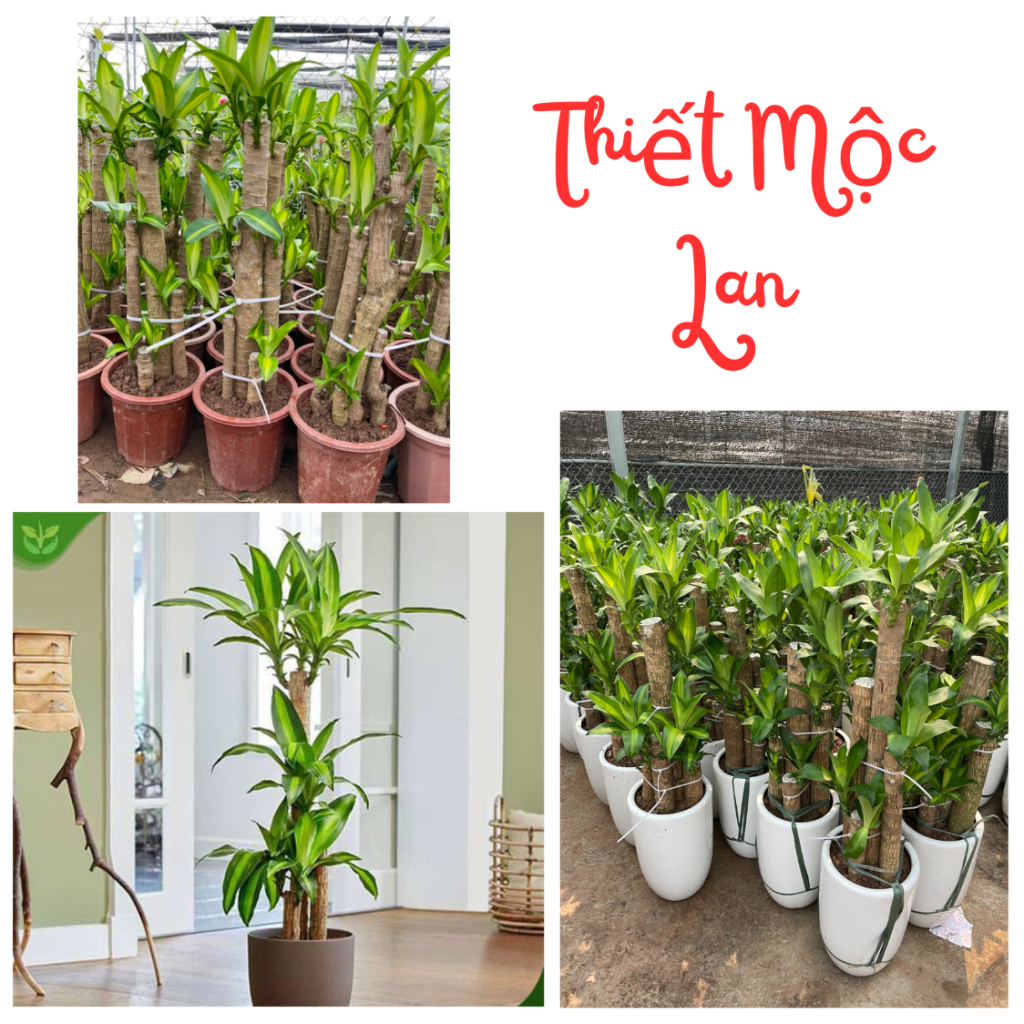Cây THIẾT MỘC LAN chậu 1m 5 thân, lá xanh đẹp thích hợp trồng để phòng làm việc