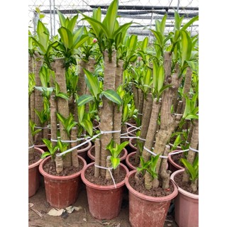 Cây THIẾT MỘC LAN chậu 1m 5 thân, lá xanh đẹp thích hợp trồng để phòng làm việc