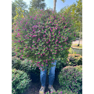 Cuphea hyssopifolia rosea/ thạch nam Mexico / cẩm tú mai Mexico