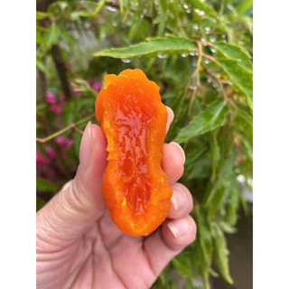 Hồng Kem Đà Lạt