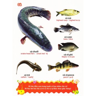 Sách - Từ điển tranh về các con vật
