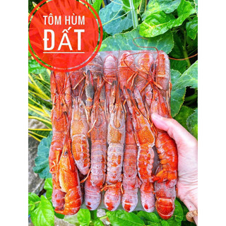 Tôm Hùm Đất
