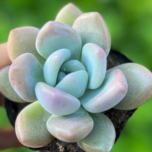 Sen  sỏi size vi đã thuần nắng mưa dùng để trang trí