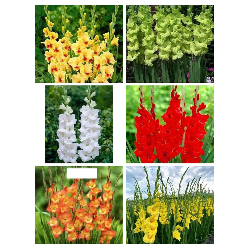 Combo 20 củ giống hoa lay ơn mix _đỏ và vàng