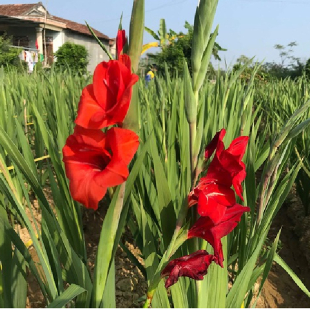 Bộ 10 củ giống hoa lay ơn hoa màu đỏ