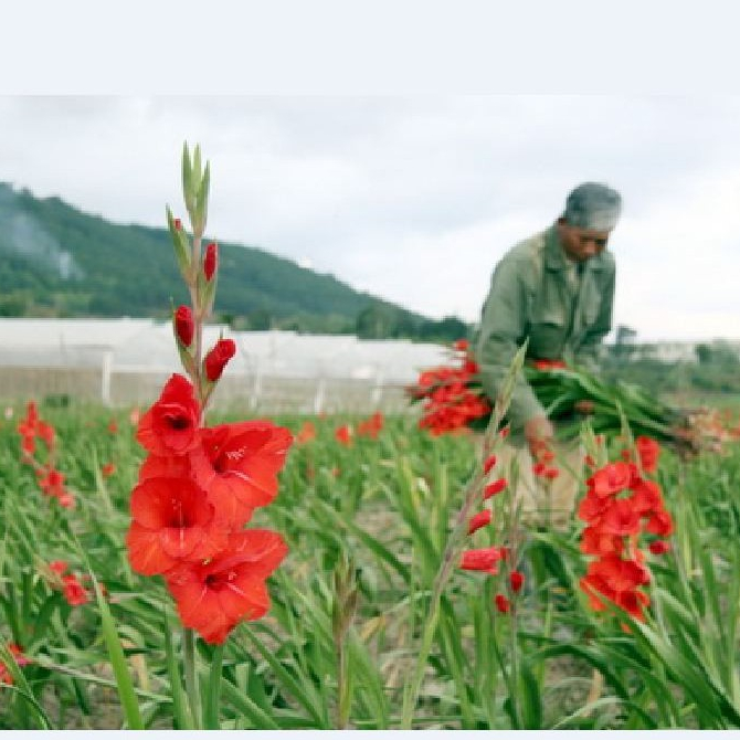 combo 10 củ giống hoa lay ơn đỏ