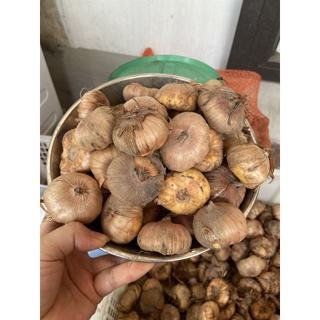 combo 10 củ giống hoa lay ơn đỏ