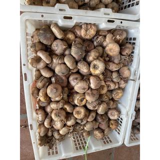 combo 10 củ giống hoa lay ơn đỏ