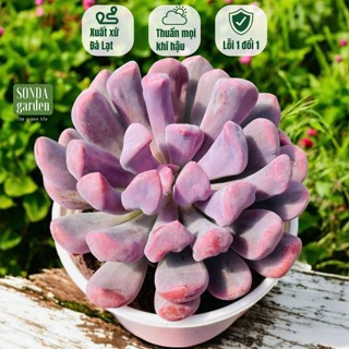  Sen đá cúc hột SONDA GARDEN size trung bình 10cm cây cảnh trang trí nhà cửa lỗi 1 đổi 1 