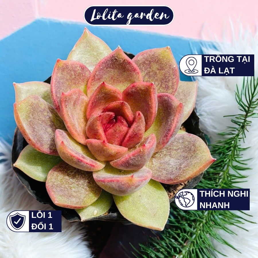 Sen đá black queen Đà Lạt  size bé cây cảnh trang trí nhà cửa Lolita garden