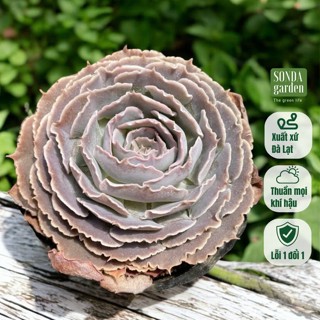 Sen đá bắp cải light purple SONDA GARDEN size bé 5-8cm, cây cảnh trang trí nhà cửa, lỗi 1 đổi 1