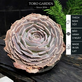  Sen đá bắp cải light purple Đà Lạt size bé cây cảnh trang trí nhà cửa Toro garden 