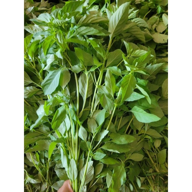 Lá É Tươi (gửi  Miền Bắc và Miền Trung)