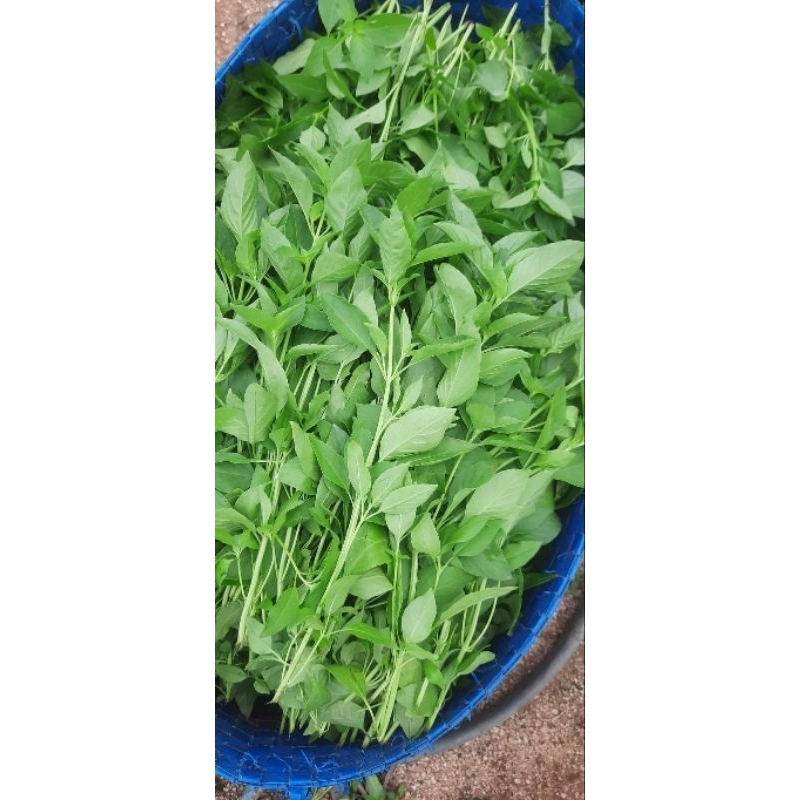 500g Lá É tươi ( Vận chuyển đến các tỉnh Miền Bắc và Miền Trung)