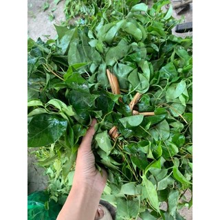 Lá Giang Tươi 500g