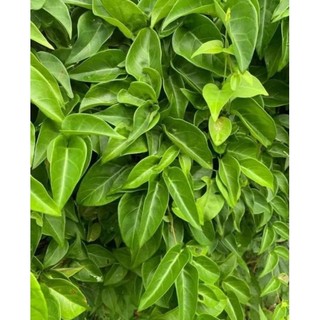 Lá Giang Tươi 500g