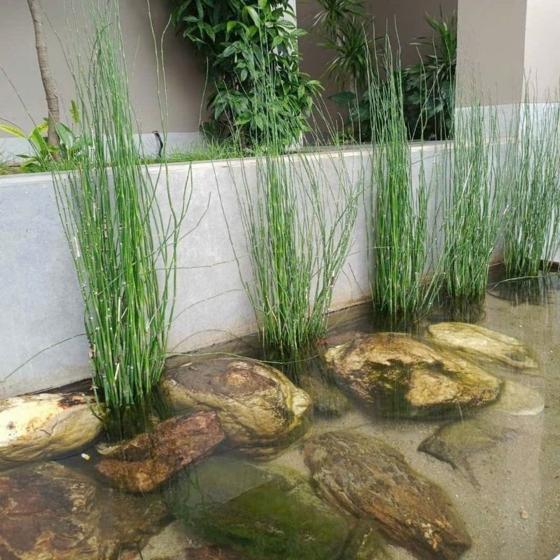 Cây 🌲 Thiền Trúc  Ko Lá