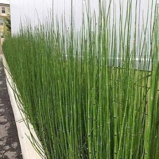 Cây 🌲 Thiền Trúc  Ko Lá