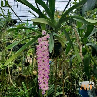 Lan Đuôi Chồn - Hoa Thơm Phức Cả Vườn [Mùa ra hoa tháng 5-7] [Giá bao gồm phí vận chuyển]