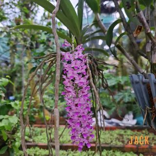 Lan Đuôi Chồn - Hoa Thơm Phức Cả Vườn [Mùa ra hoa tháng 5-7] [Giá bao gồm phí vận chuyển]
