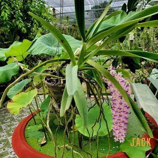 Lan Đuôi Chồn - Hoa Thơm Phức Cả Vườn [Mùa ra hoa tháng 5-7] [Giá bao gồm phí vận chuyển]