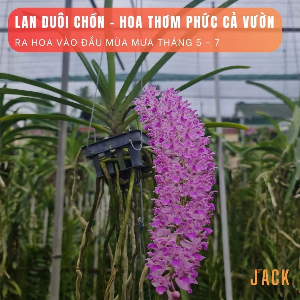 Lan Đuôi Chồn - Hoa Thơm Phức Cả Vườn [Mùa ra hoa tháng 5-7] [Giá bao gồm phí vận chuyển]
