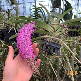 Lan Đuôi Chồn - Hoa Thơm Phức Cả Vườn [Mùa ra hoa tháng 5-7] [Giá bao gồm phí vận chuyển]