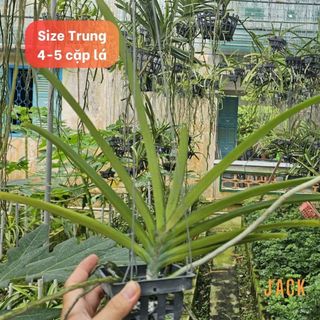 Lan Đuôi Chồn - Hoa Thơm Phức Cả Vườn [Mùa ra hoa tháng 5-7] [Giá bao gồm phí vận chuyển]