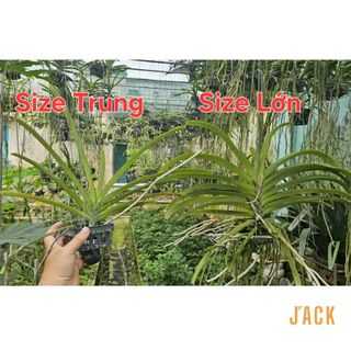 Lan Đuôi Chồn - Hoa Thơm Phức Cả Vườn [Mùa ra hoa tháng 5-7] [Giá bao gồm phí vận chuyển]