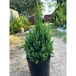 Chậu cây Sơn Tùng dáng thông mập chơi Noel cao 40-50cm dễ thương - Cây cho mùa Giáng sinh an lành - Trang trí Christmas