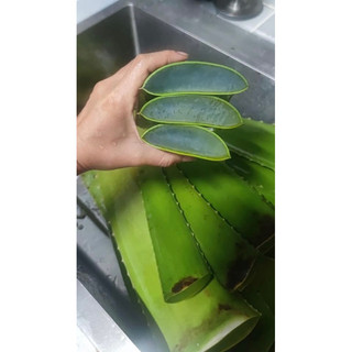 Nha đam Mỹ cây trưởng thành,