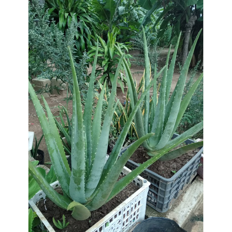 Nha đam Mỹ cây trưởng thành,