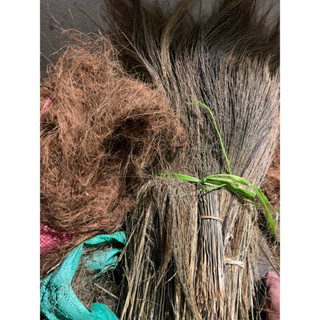 bông đót và sơ dừa sản phẩm chim thích tha về làm tổ trong  mùa  sinh sản