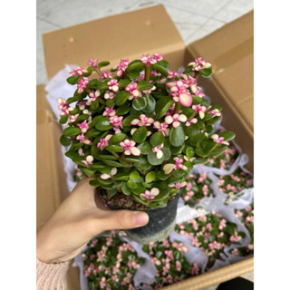 Chậu Sen Đá Đô La, Cây Phong Thuỷ, Cây Để Bàn, Trồng trong nhà ( ảnh thật 100%)