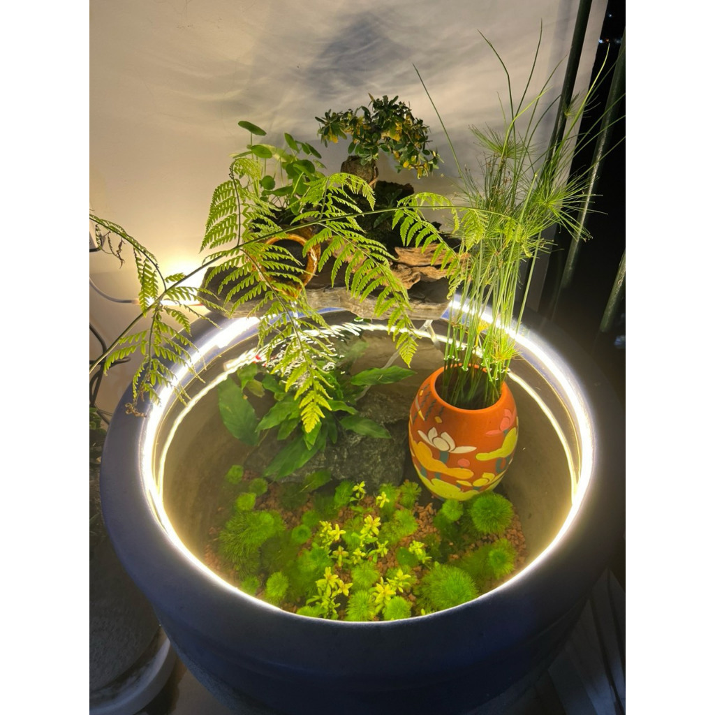 Dây Led 24V - Dây Led Ngâm Nước 24V IP68 Độ Bền Cao, Dễ Dàng Thi Công, Ánh Sáng Đẹp Trang Trí Hồ Cá 