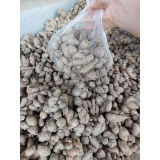 củ xá kén (sa khương, gừng cát) tươi 1kg KHÔNG LẪN NON