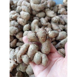 củ xá kén (sa khương, gừng cát) tươi 1kg KHÔNG LẪN NON