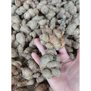 củ xá kén (sa khương, gừng cát) tươi 1kg KHÔNG LẪN NON