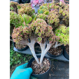 Cây sen đá aeonium crest _🌱hàng sen đá giống mới