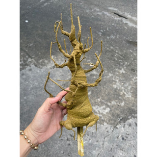 GỐC BONSAI BS3( CAO 25CM) LÀM THÂN MAI ĐÀO