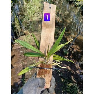 Peru ghép gỗ trưởng thành