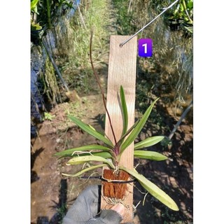 Peru ghép gỗ trưởng thành