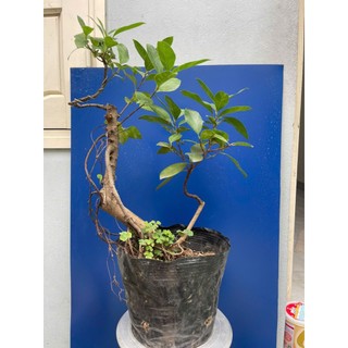 cây si búp đỏ dáng bonsai