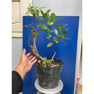 cây si búp đỏ dáng bonsai