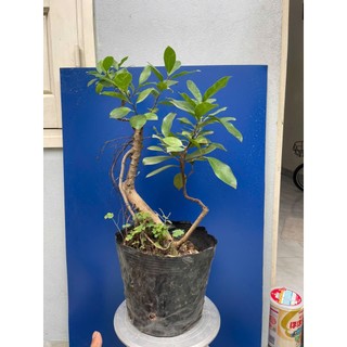 cây si búp đỏ dáng bonsai