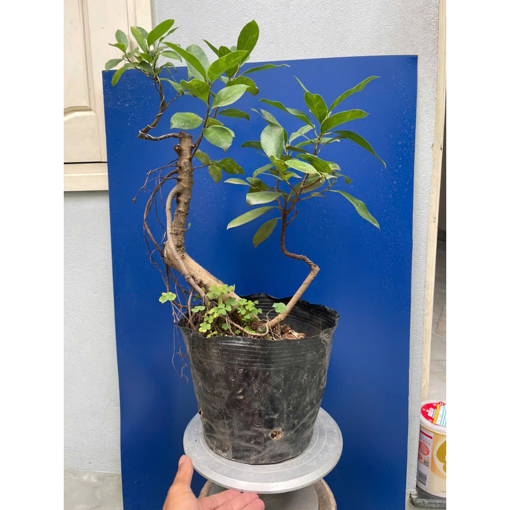 cây si búp đỏ dáng bonsai