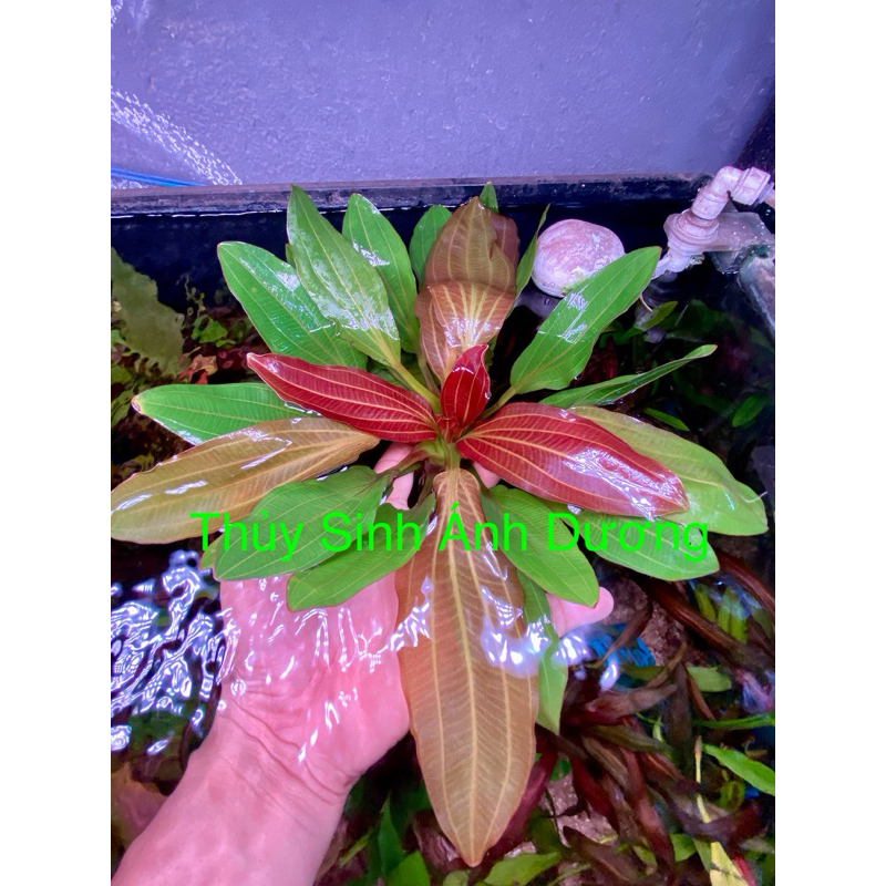 Trầu Red RuBin - cây Thủy Sinh